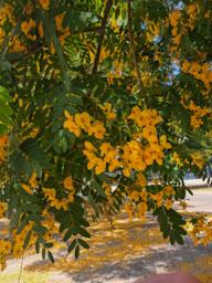 FLORS GROGUES ZONA LAIA L´ARQUERA