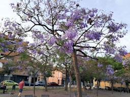 ARBRES BLAUS PLAÇA DELS JUTJATS