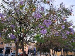 ARBRES BLAUS PLAÇA DELS JUTJATS