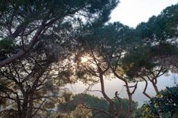 PINEDA SOBRE RIERA D´ARGENTONA MATARO