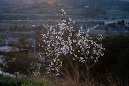 AMATLLER FLORIT SOBRE LA VALL DE LA RIERA D´ARGENTONA MATARO