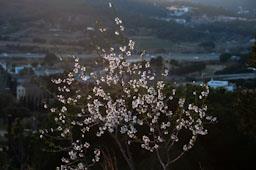 AMATLLER FLORIT SOBRE LA VALL DE LA RIERA D´ARGENTONA MATARO