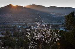 AMATLLER FLORIT SOBRE LA VALL DE LA RIERA D´ARGENTONA MATARO