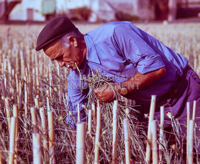 COLLINT CLAVELLS 1971