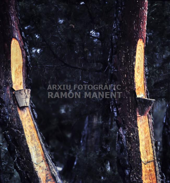 RAINA DELS PINS PROVINCIA DE SORIA