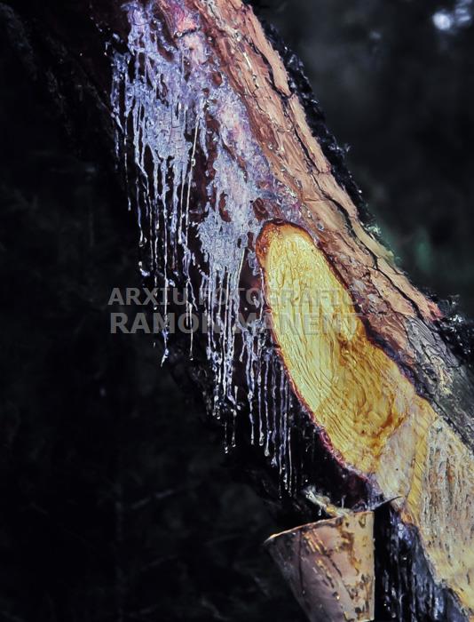 RAINA DELS PINS PROVINCIA DE SORIA