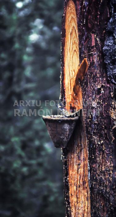 RAINA DELS PINS PROVINCIA DE SORIA