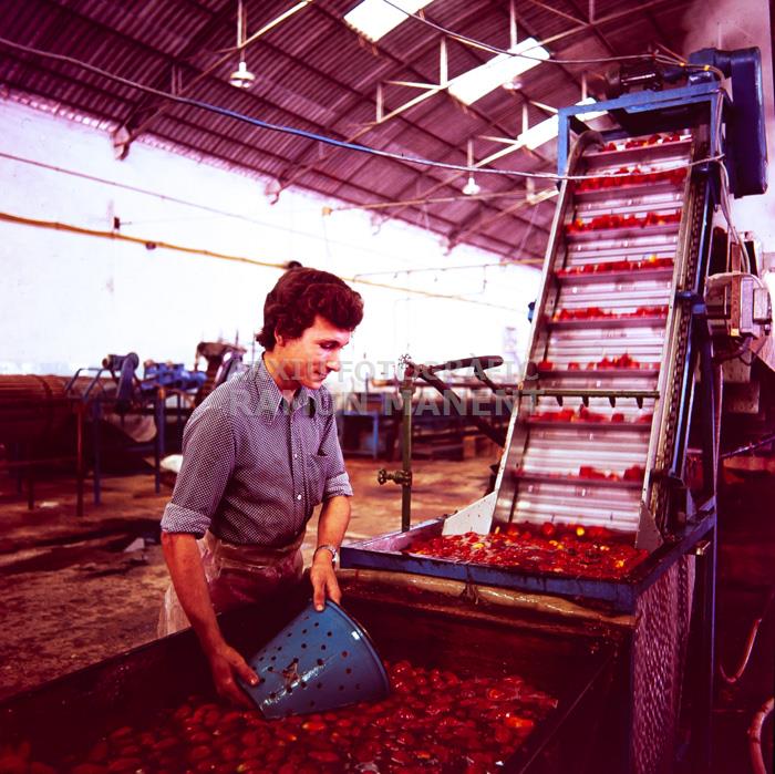 FABRICA DE CONSERVES DOLORES ANYS 70