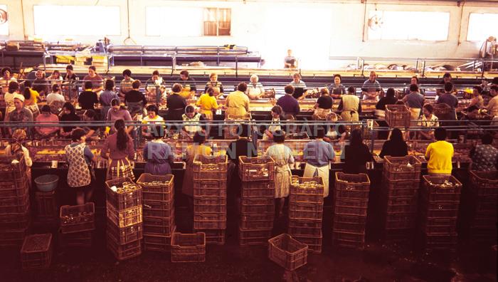 FABRICA DE CONSERVES DOLORES ANYS 70