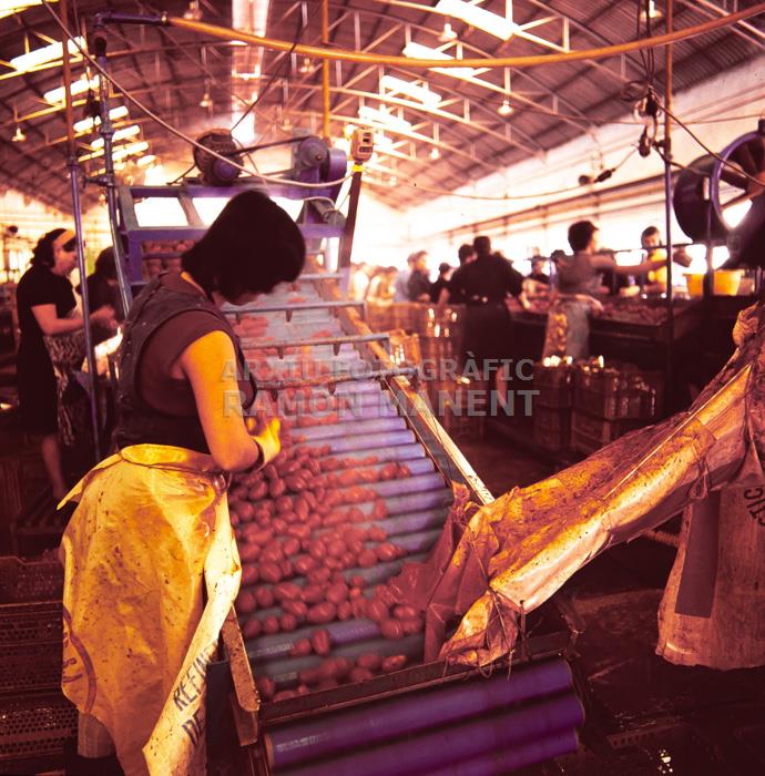 FABRICA DE CONSERVES DOLORES ANYS 70