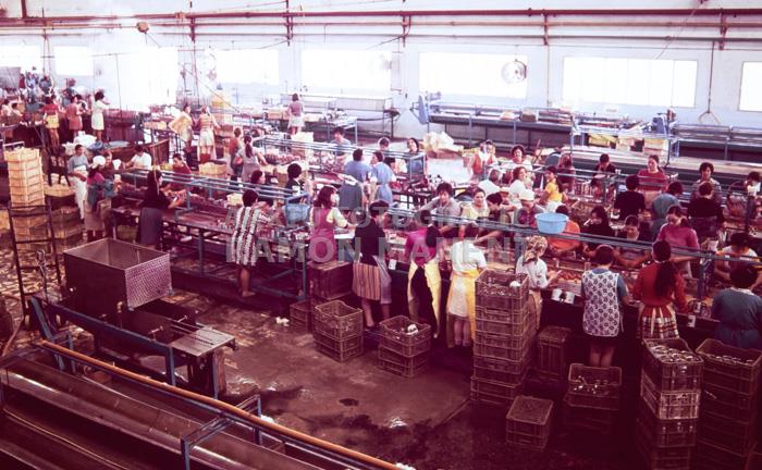 FABRICA DE CONSERVES DOLORES ANYS 70