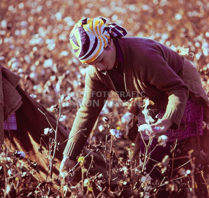 RECOLLINT COTO A CANTILLANA ANYS 70