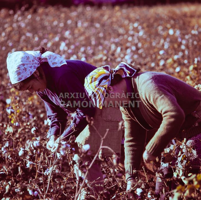 RECOLLINT COTO A CANTILLANA ANYS 70