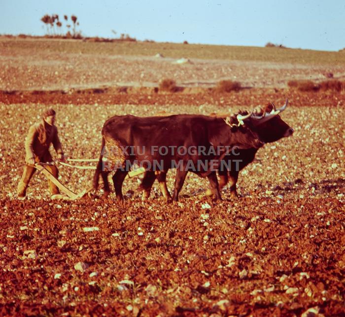 PAGES LLAURANT A LOSACIO