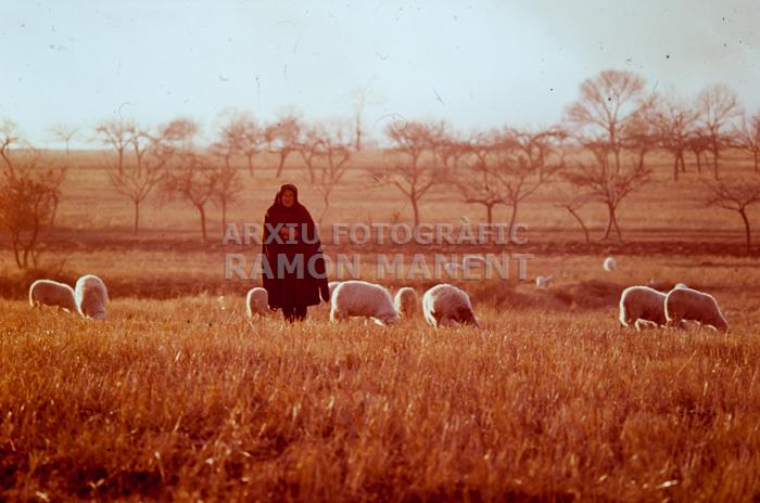 PASTORA A FERRERAS DE ARRIBA ANYS 70