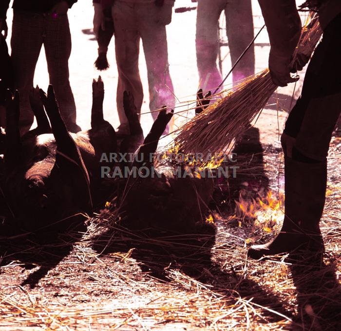 ALCAÑICES ANYS 70 MATANÇA DEL PORC