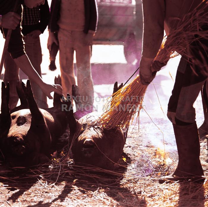 ALCAÑICES ANYS 70 MATANÇA DEL PORC