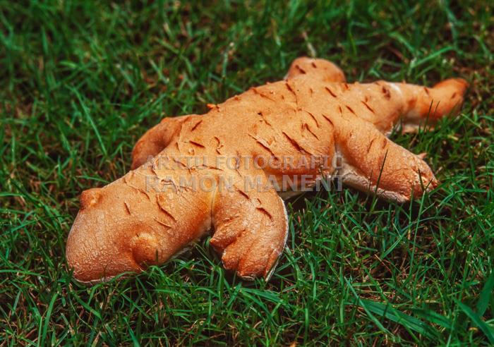 PA EN FORMA DE LLAGARDAIX