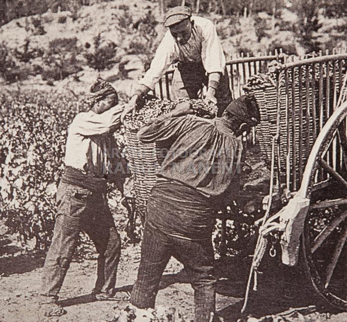 VEREMA ANY 1900 
INSTITUT CATALÀ DE SANT ISIDRE