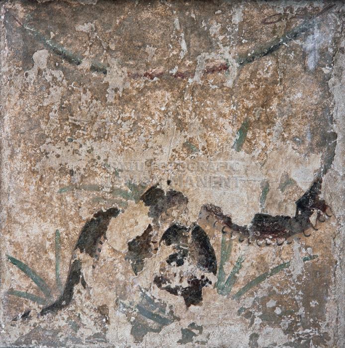 ARA ROMANA AMB PINTURA MURAL PERISTIL CASA 2B EMPURIES 
MUSEU D´EMPURIES