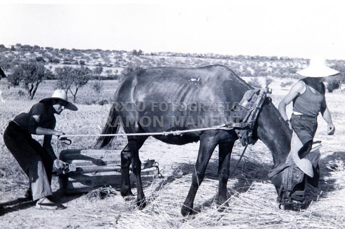 TRILLADORA CERVERA 1947 
M A I T P