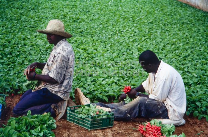 CAMP DE RAVES CINC CENIES MATARO