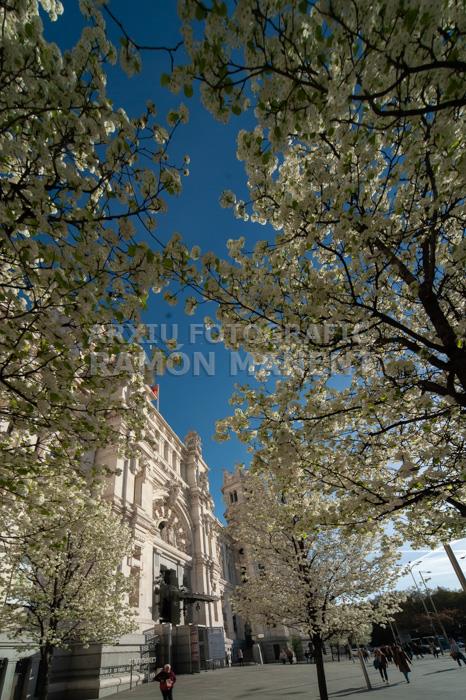 PALACIO DE COMUNICACIONES O DE CIBELES 
MADRID