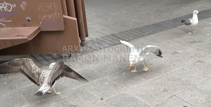 MERCAT DE LA BOQUERIA GAVINES 2023 S XXI