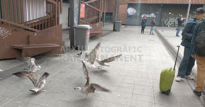 MERCAT DE LA BOQUERIA GAVINES 2023 S XXI