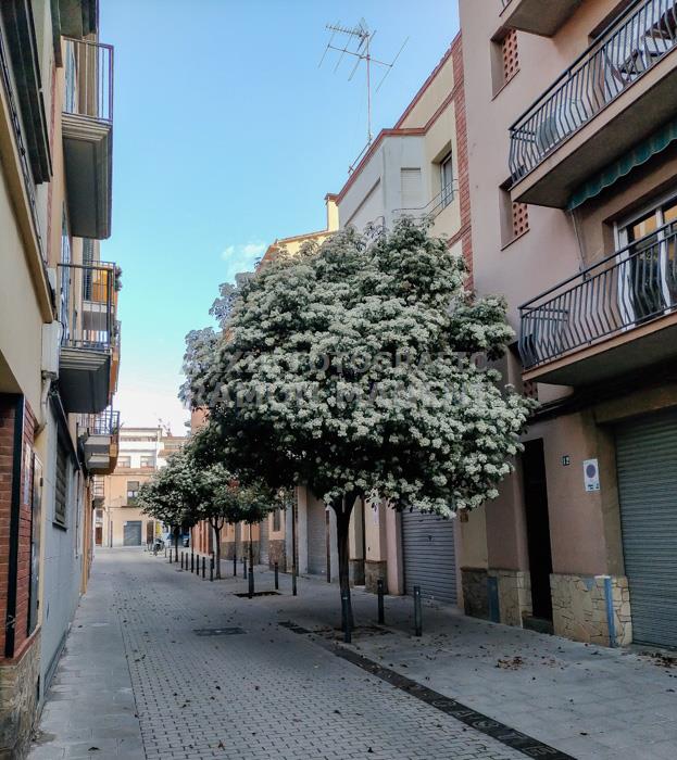 CARRER JOSEP CASTELLÀ MATARO