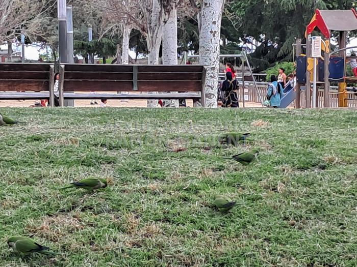 PLAÇA ANDALUCIA MATARO COTORRES