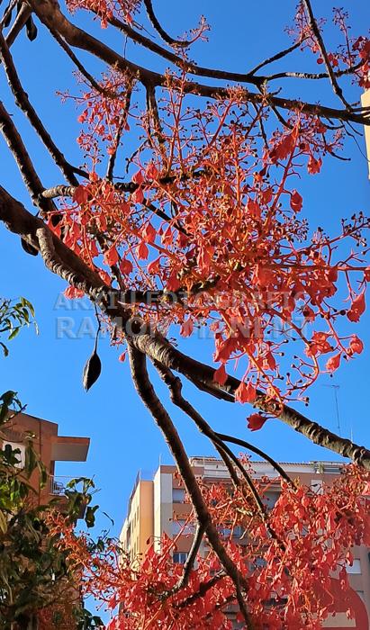 ARBRES FLORIT A RONDA O´DONELL