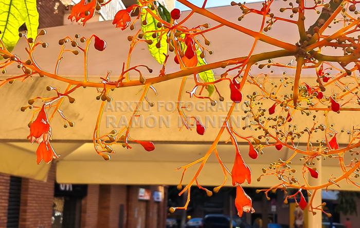 ARBRES FLORIT A RONDA O´DONELL