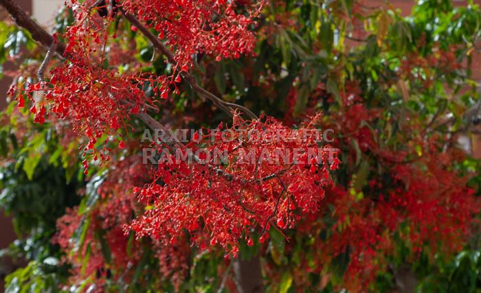 ARBRE DE FOC RONDA O´ONNELL 
MATARO