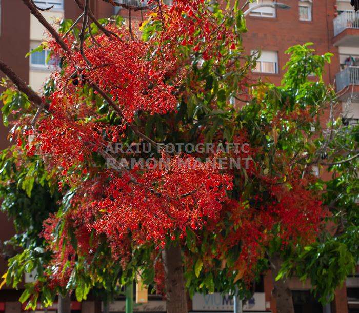 ARBRE DE FOC RONDA O´ONNELL 
MATARO