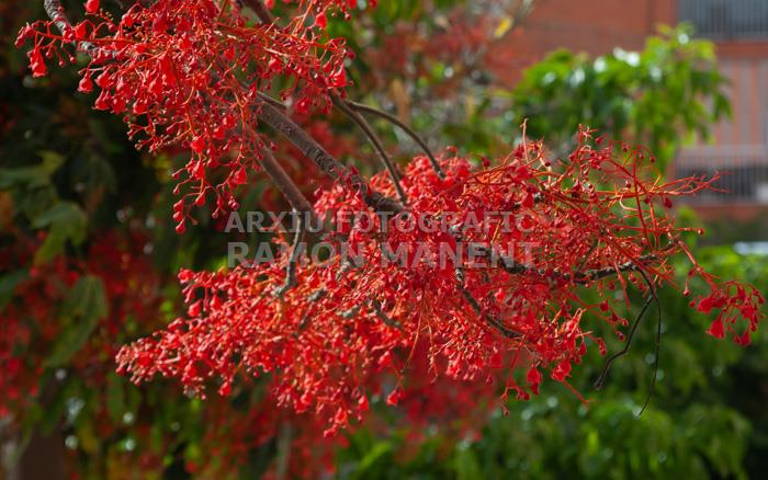 ARBRE DE FOC RONDA O´ONNELL 
MATARO
