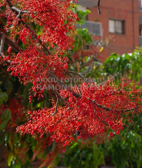 ARBRE DE FOC RONDA O´ONNELL 
MATARO