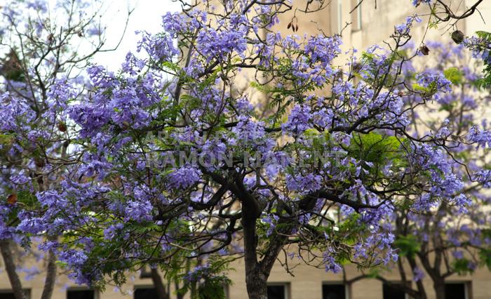 ARBRE BLAU FLORIT PLAÇA TOMAS Y VALIENTE (PLAÇA DELS JUTJATS) MATARO