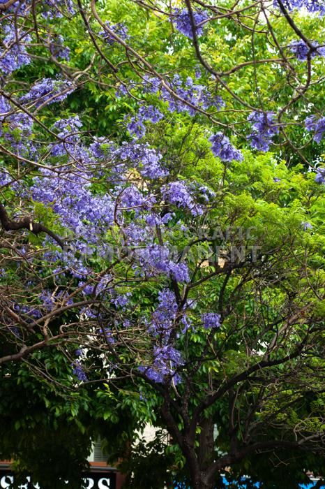ARBRE BLAU FLORIT PLAÇA TOMAS Y VALIENTE (PLAÇA DELS JUTJATS) MATARO