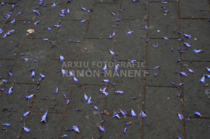 ARBRE BLAU FLORIT PLAÇA TOMAS Y VALIENTE (PLAÇA DELS JUTJATS) MATARO
