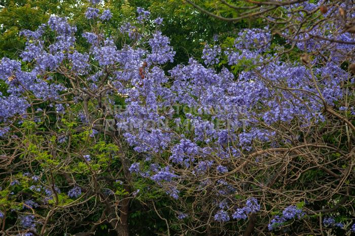 ARBRE BLAU FLORIT PLAÇA TOMAS Y VALIENTE (PLAÇA DELS JUTJATS) MATARO