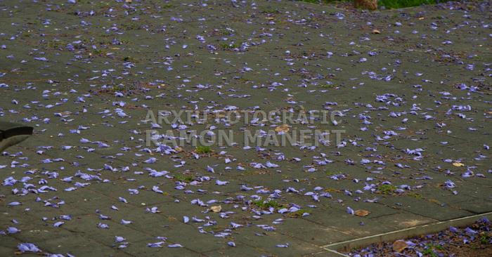 ARBRE BLAU FLORIT PLAÇA TOMAS Y VALIENTE (PLAÇA DELS JUTJATS) MATARO