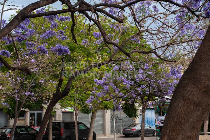 ARBRE BLAU FLORIT PLAÇA TOMAS Y VALIENTE (PLAÇA DELS JUTJATS) MATARO