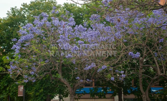 ARBRE BLAU FLORIT PLAÇA TOMAS Y VALIENTE (PLAÇA DELS JUTJATS) MATARO