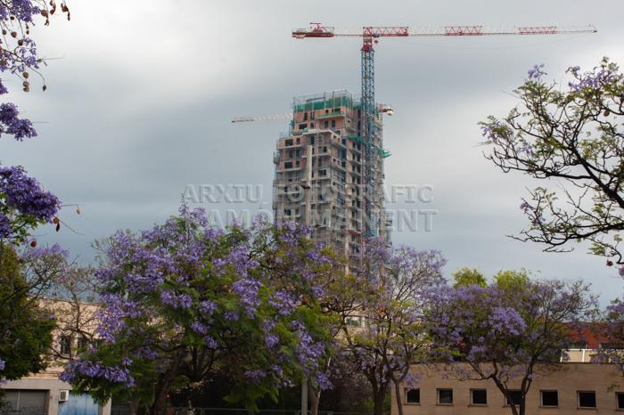 ARBRE BLAU FLORIT PLAÇA TOMAS Y VALIENTE (PLAÇA DELS JUTJATS) 
TORRE BARCELÓ