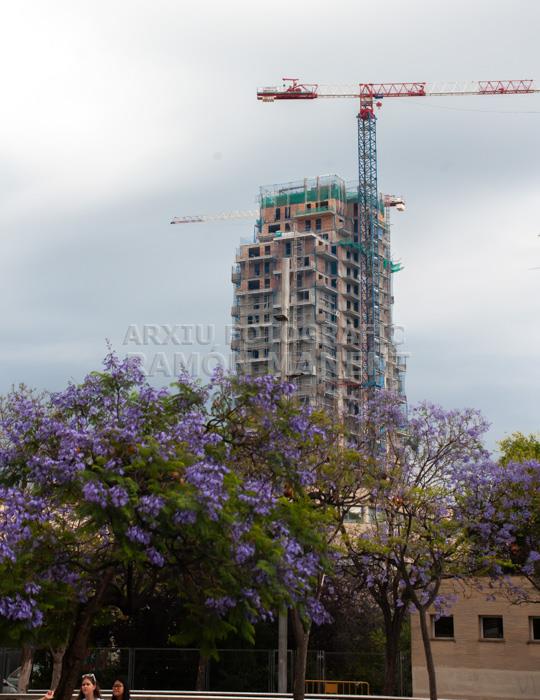 ARBRE BLAU FLORIT PLAÇA TOMAS Y VALIENTE (PLAÇA DELS JUTJATS) 
TORRE BARCELÓ
