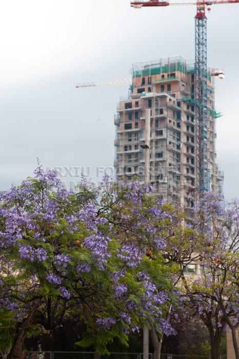 ARBRE BLAU FLORIT PLAÇA TOMAS Y VALIENTE (PLAÇA DELS JUTJATS) 
TORRE BARCELÓ