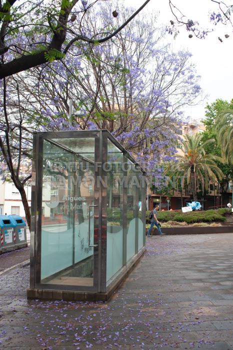 ARBRE BLAU FLORIT 
PASSEIG DEL DESVIAMENT MATARO
