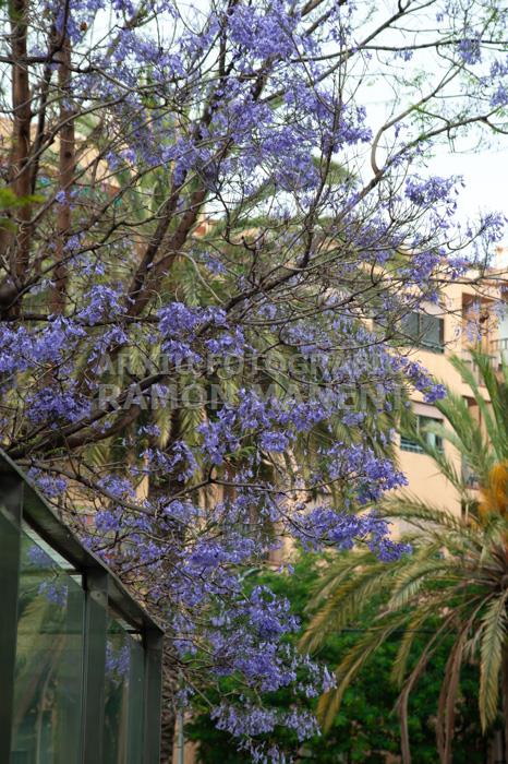 ARBRE BLAU FLORIT 
PASSEIG DEL DESVIAMENT MATARO