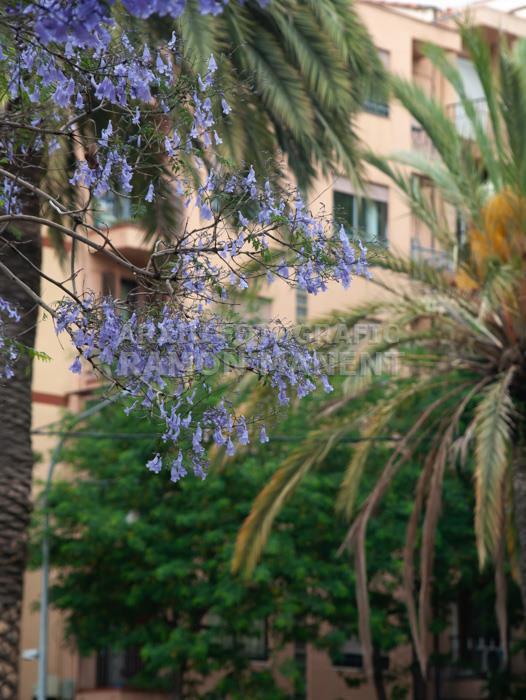 ARBRE BLAU FLORIT 
PASSEIG DEL DESVIAMENT MATARO